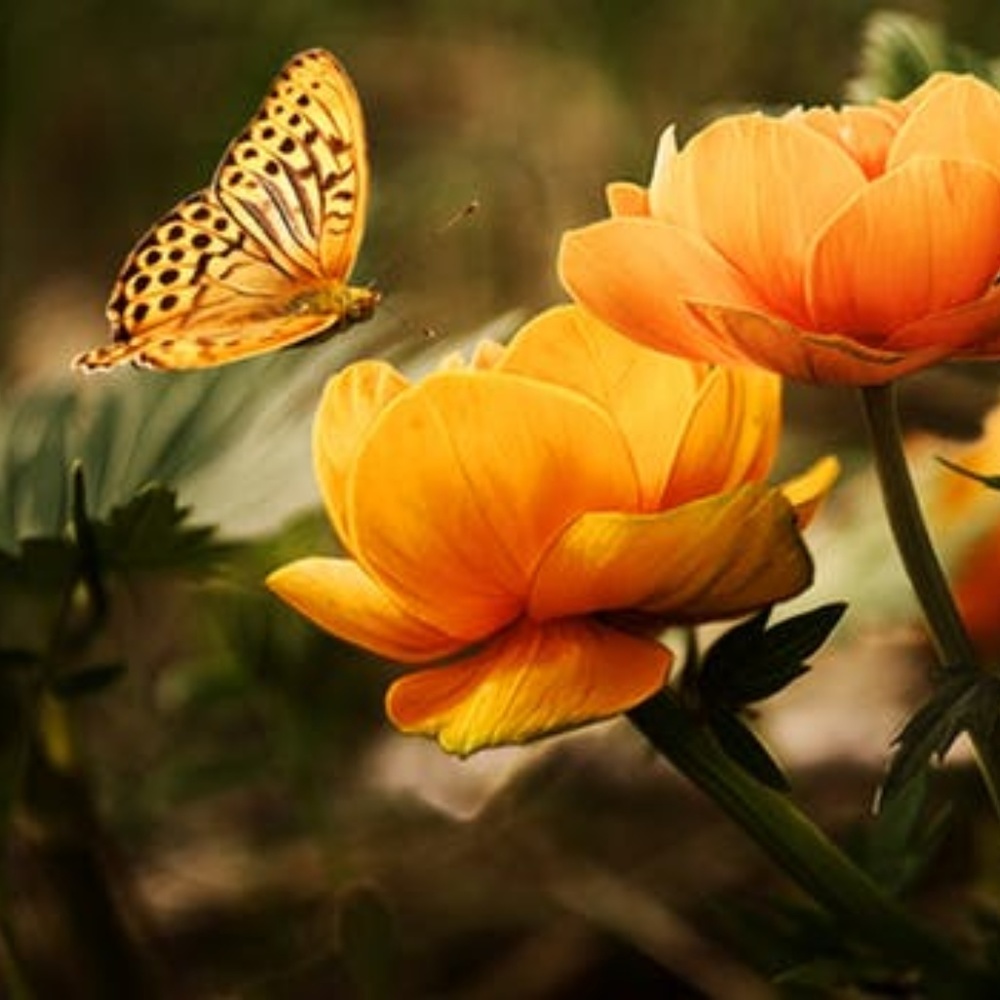 Meet your Posher, Rose